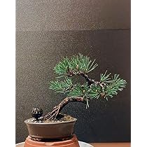 Amazon.co.jp: 黒松盆栽 : DIY・工具・ガーデン
